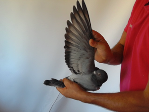 Pigeon image