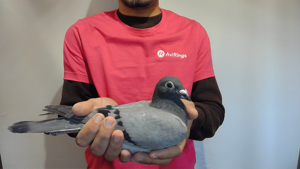 Pigeon image