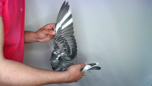 Pigeon image