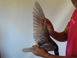 Pigeon image