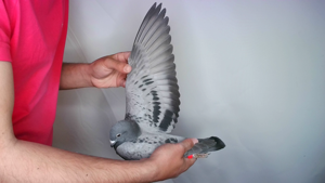 Pigeon image