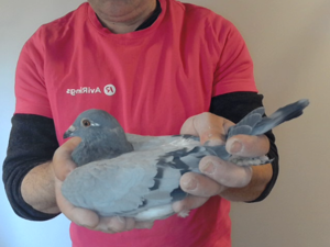 Pigeon image
