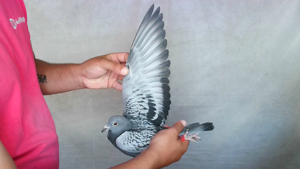 Pigeon image