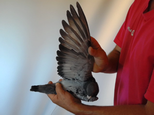Pigeon image