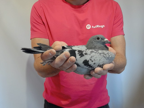 Pigeon image