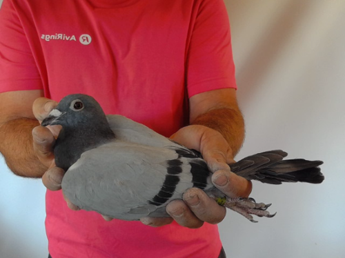 Pigeon image