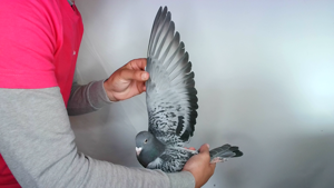 Pigeon image