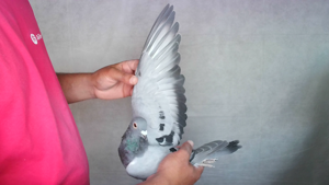 Pigeon image