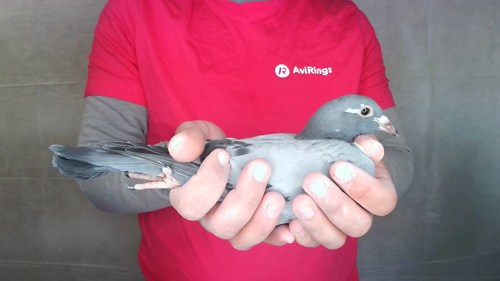 Pigeon image