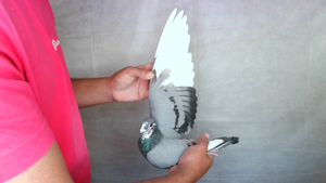 Pigeon image