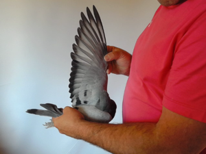 Pigeon image