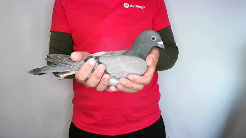 Pigeon image