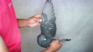 Pigeon image
