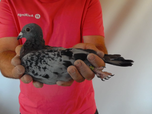 Pigeon image