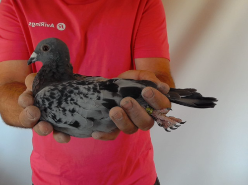 Pigeon image