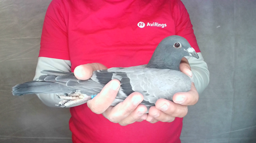 Pigeon image