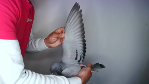 Pigeon image