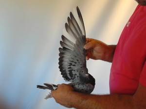Pigeon image