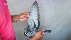 Pigeon image