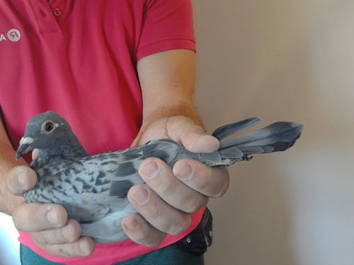 Pigeon image