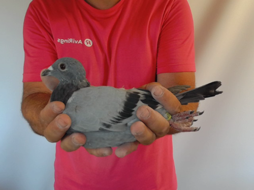Pigeon image
