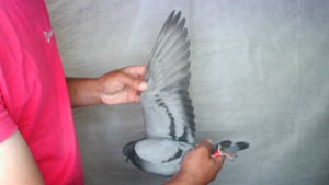 Pigeon image