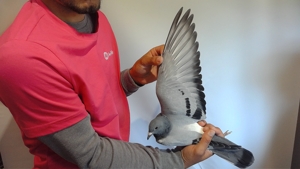 Pigeon image