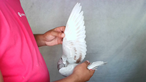Pigeon image