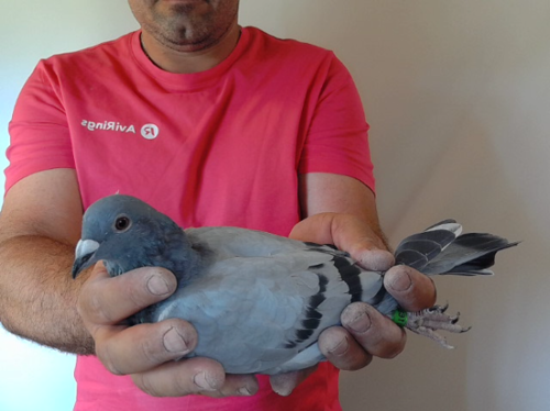 Pigeon image