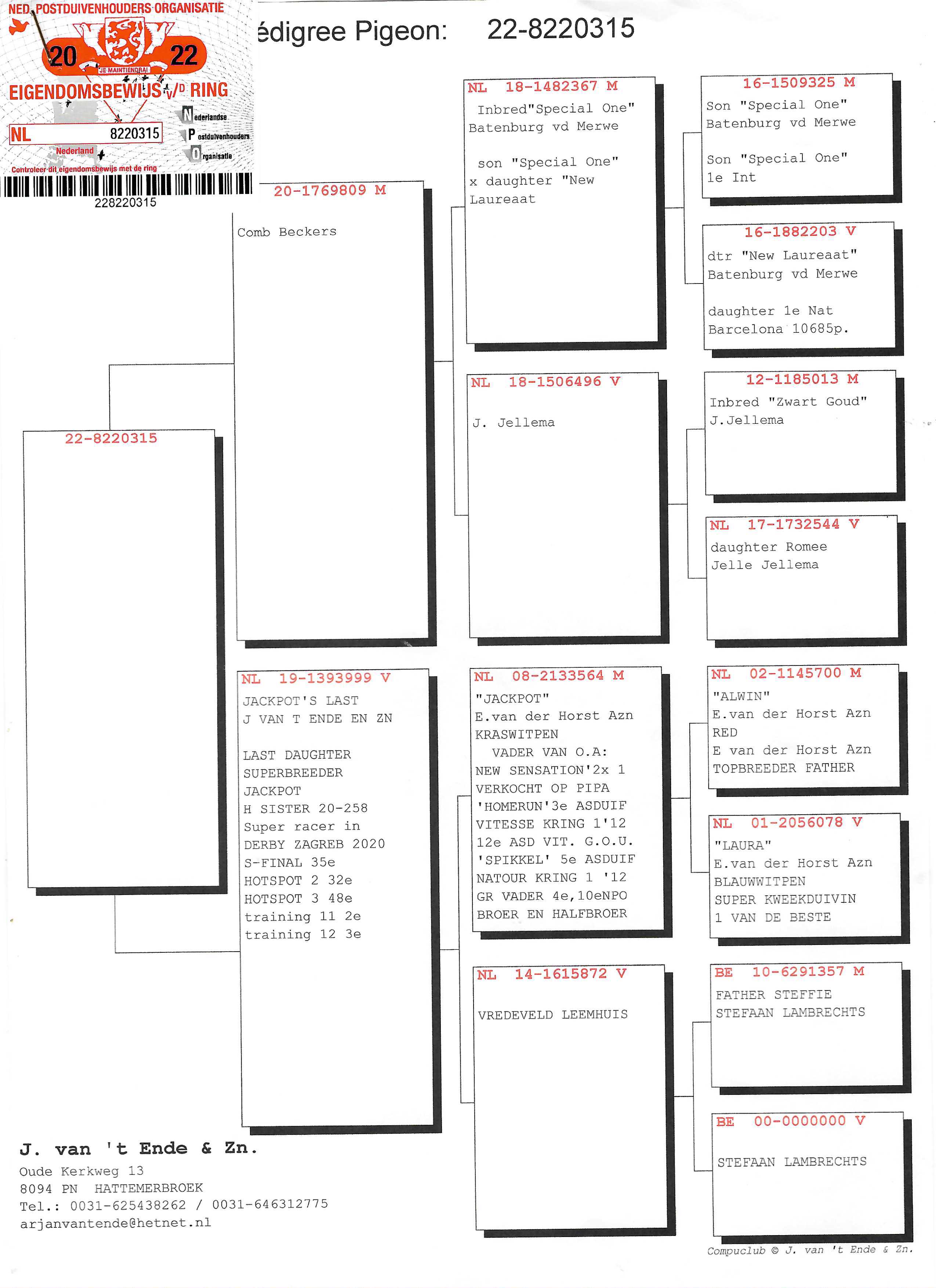 Pigeon pedigree image