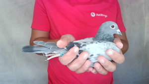 Pigeon image