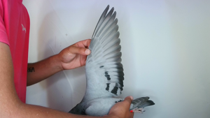 Pigeon image