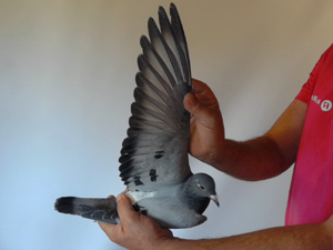 Pigeon image