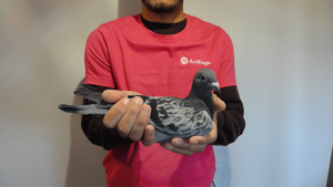 Pigeon image