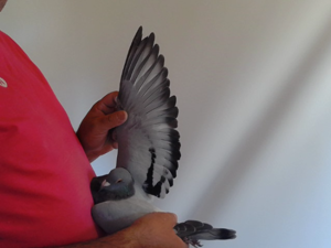 Pigeon image