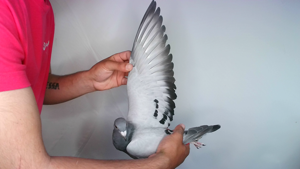 Pigeon image