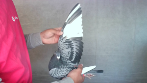 Pigeon image