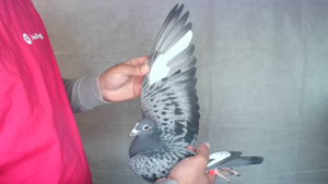 Pigeon image