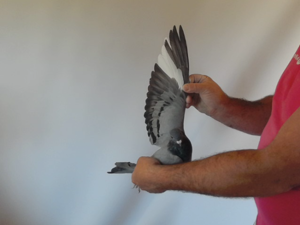 Pigeon image