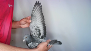 Pigeon image