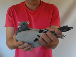Pigeon image
