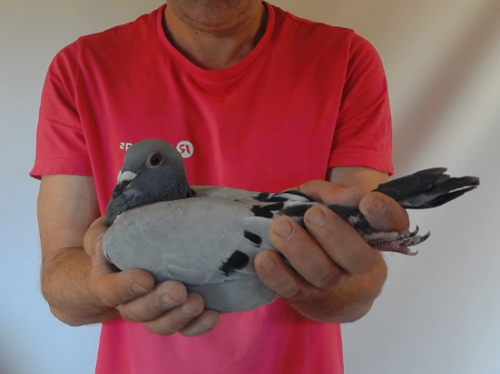 Pigeon image