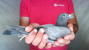 Pigeon image
