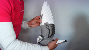 Pigeon image