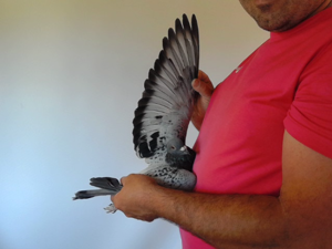 Pigeon image