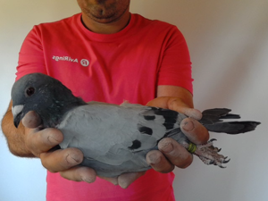 Pigeon image