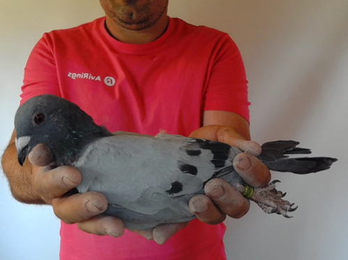 Pigeon image