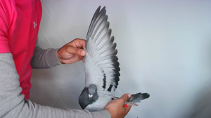 Pigeon image