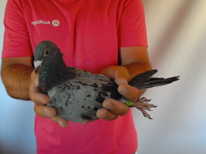 Pigeon image