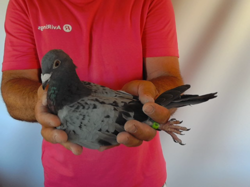 Pigeon image